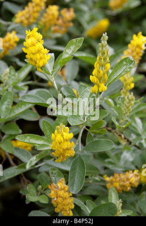 Ananas-Besen oder marokkanischen Besen, Cytisus Battandieri, Syn Argyrocytisus Battandieri, Fabaceae, Marokko Stockfoto