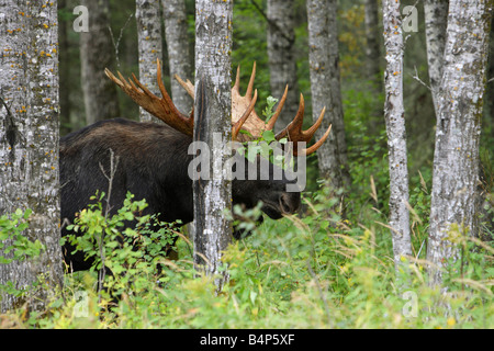 Elch-Alces Alces stehen teilweise versteckten durch einige Bäume in einem Wald in Manitoba Kanada Stockfoto