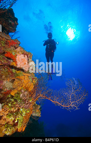 Frau Taucher mit Unterwasser-Digitalkamera, deepwater Gorgonien, Iciligorgia Schrammi, Korallenriff, Grand Bahama, Bahamas Stockfoto