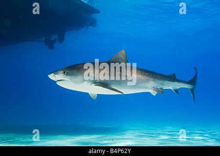 Tigerhai Galeocerdo Cuvier unter Boot Westend Grand Bahama Atlantik schwimmen Stockfoto