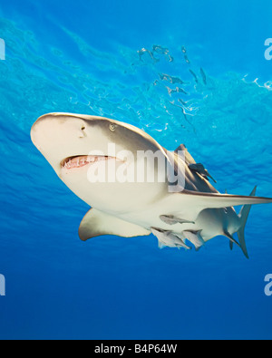 Zitrone-Haifische Negaprion Brevirostris mit Sharksuckers Echeneis Naucrates West End Grand Bahama Bahamas Atlantik Stockfoto