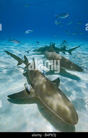 Zitrone-Haifische, Negaprion Brevirostris, mit Sharksuckers, Echeneis Naucrates und blau Runner Buchsen, Caranx Crysos, Grand Bahama Stockfoto