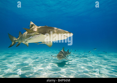 Zitrone-Haifische Negaprion Brevirostris mit Sharksuckers Echeneis Naucrates West End Grand Bahama Bahamas Atlantik Stockfoto