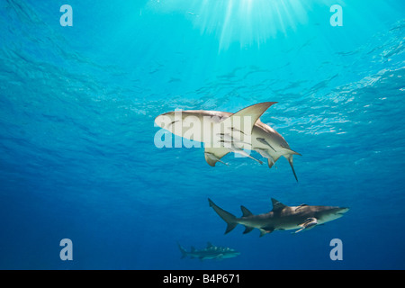 Zitrone-Haifische Negaprion Brevirostris mit Sharksuckers Echeneis Naucrates West End Grand Bahama Bahamas Atlantik Stockfoto