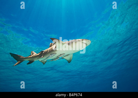 Zitrone Hai Negaprion Brevirostris mit Sharksuckers Echeneis Naucrates West End Grand Bahama Bahamas Atlantik Stockfoto