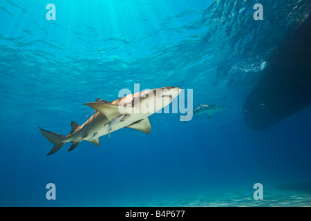 Zitrone-Haifische Negaprion Brevirostris mit Sharksuckers Echeneis Naucrates West End Grand Bahama Bahamas Atlantik Stockfoto