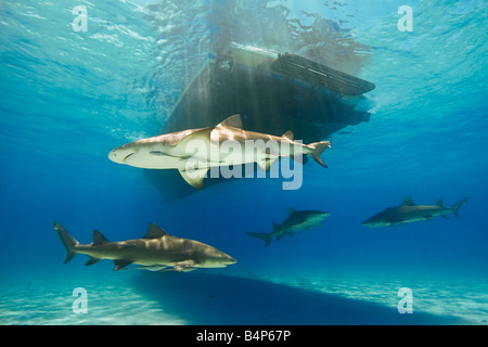 Zitrone-Haifische, Negaprion Brevirostris, mit Sharksuckers, Echeneis Naucrates, Schwimmen unter Boot, Grand Bahama, Bahamas Stockfoto