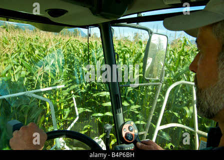 Ansicht der Landwirt schneiden Kornfeld aus der Kabine des Mais kombinieren Harvester schneiden Viehfutter auf Fraser Valley farm Stockfoto