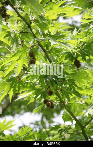 Orientalischer Platanus orientalis Platanaceae. Eurasien vom Balkan bis zum Iran. Stockfoto