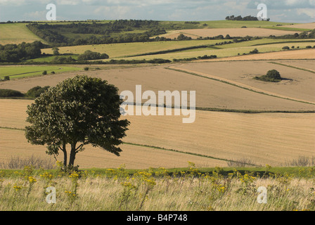 Blick nach Norden von Cissbury Ring über den South Downs in West Sussex. Stockfoto