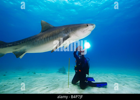 Frau Taucher fotografieren Tigerhai Galeocerdo Cuvier West End Grand Bahama Atlantik Stockfoto