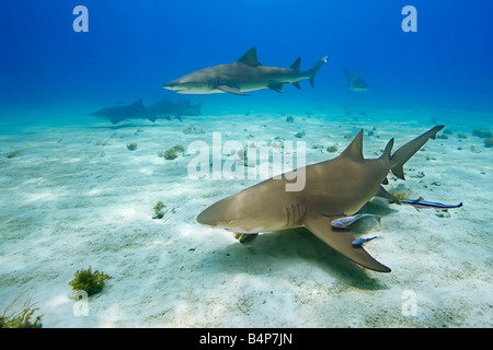 Zitrone-Haifische Negaprion Brevirostris und Sharksuckers Echeneis Naucrates West End Grand Bahama-Atlantik Stockfoto