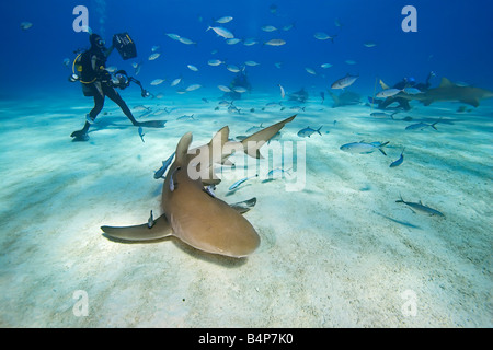 Zitrone-Haifische Negaprion Brevirostris und Taucher West End Grand Bahama-Atlantik Stockfoto