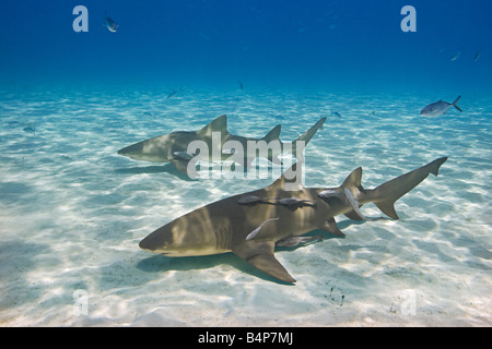 Zitrone-Haifische Negaprion Brevirostris mit Sharksuckers Echeneis Naucrates West End Grand Bahama Bahamas Atlantik Stockfoto