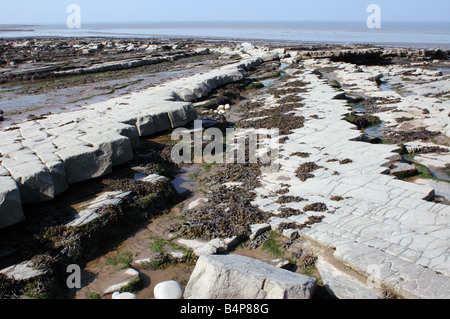 Eine geologische SSSI am Kilve Beach in North Somerset mit Kalkstein-Plattformen Stockfoto