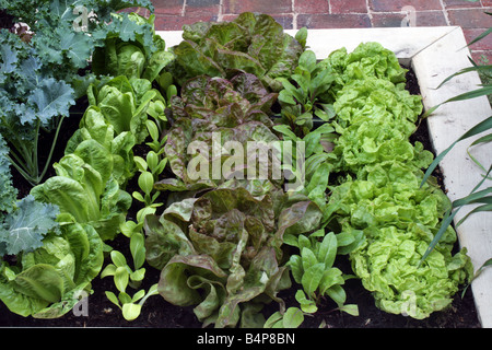 Salat Pflanzen wachsen in einem Hochbeet Stockfoto