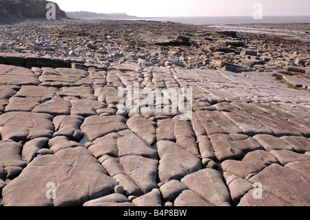 Eine geologische SSSI am Kilve Beach in North Somerset mit Kalkstein-Plattformen Stockfoto