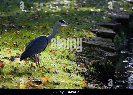 Graureiher am Ufer des Cherwell, Oxford 2 Fütterung Stockfoto