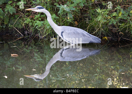 Graureiher am Ufer des Cherwell, Oxford Fütterung Stockfoto