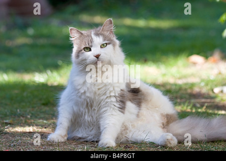 Große, flauschige graue und weiße Katze (Felis catus) Suchen Sie direkt in die Kamera während einer Pflege Sitzung sitzend auf Gras im Garten Stockfoto