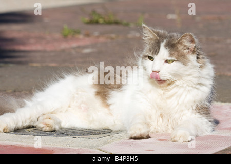 Große, flauschige graue und weiße Katze (Felis catus) mit Zunge heraus während eines grooming Session im Sitzen im Freien Stockfoto