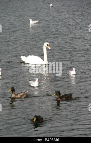 viele Vögel schwimmen auf dem See im park Stockfoto