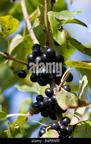Schwarze Früchte und Blätter des gemeinen Buchdorns (Rhamnus catharcus) im Herbst Stockfoto