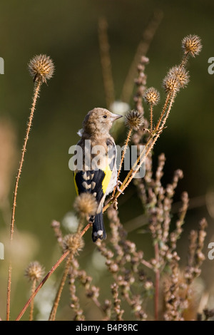 Porträt einer jungen europäischen Goldfinch auf Teaselfabrik im Herbst in Großbritannien Stockfoto