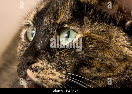 Porträt eines erwachsenen Weibchen schildpatt oder gestromt Katze (Felis catus) etwas weg von der Kamera suchen Stockfoto