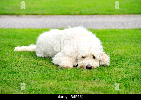 Weisse Goldendoodle Hund sitzen draußen auf dem Rasen liegend Stockfoto