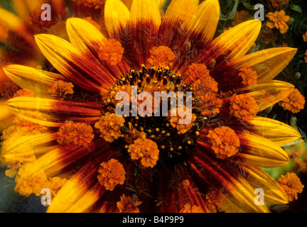 Gaillardia Indianerblume und Marigolds. Nahaufnahme von Blumen im Vollformat. Doppelbelichtung in der Kamera Stockfoto