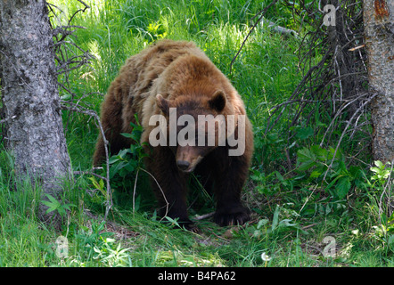 Zimt gefärbt Schwarzbär Ursus Americanus Jagd nach Nahrung im Yellowstone Park im Juli Stockfoto