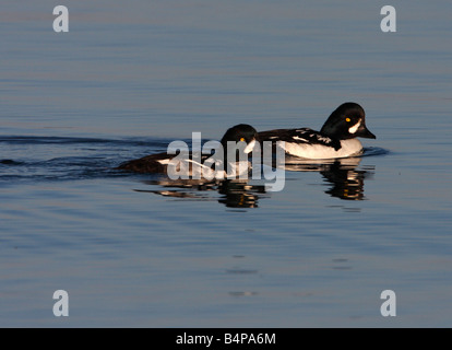 Barrow Goldeneye Bucephala Islandica (zwei) am Yellowstone Lake im Juli Stockfoto