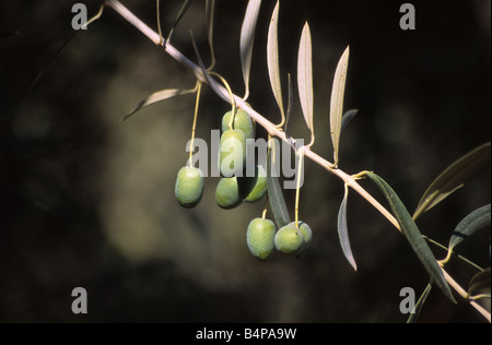 Nahaufnahme von grünen Oliven (Olea europaea), die auf einer Plantage im Azapa-Tal in der Nähe von Arica, Chile, hängen Stockfoto