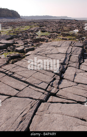 Eine geologische SSSI am Kilve Beach in North Somerset mit Kalkstein-Plattformen Stockfoto