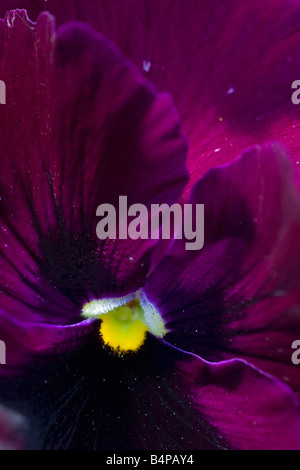 Eine extreme Nahaufnahme einer tiefmagentafarbenen Pansy-Blume mit gelbem Zentrum Stockfoto