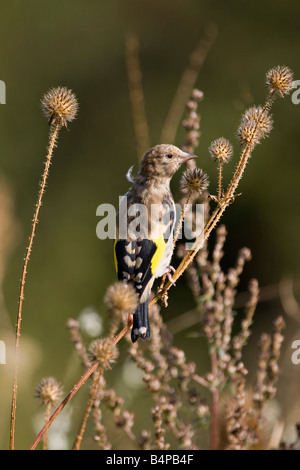 Porträt einer jungen europäischen Goldfinch (Carduelis carduelis) auf Teaselfabrik im Herbst in Großbritannien Stockfoto