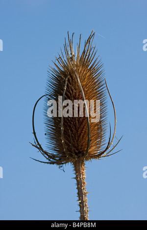 Nahaufnahme eines einzigen Teaselblütenkopfes im Herbst Stockfoto