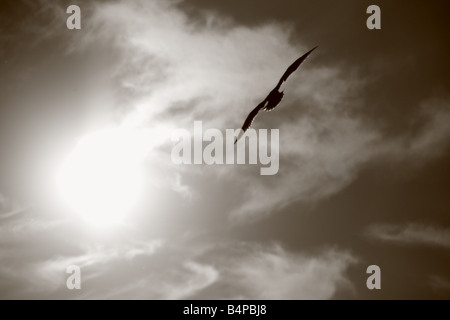 Vögel fliegen in den Himmel Stockfoto