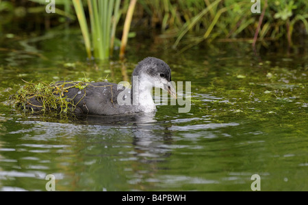 Blässhuhn Küken schwimmen Rainham Sümpfe Essex 06 06 2008 Credit Garry Bowden Stockfoto