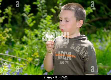 Ein kleiner Junge bläst auf die Löwenzahn Uhr Stockfoto