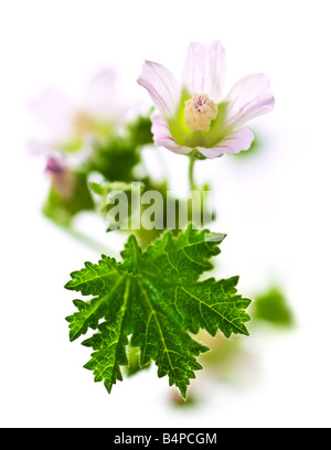 Blume Malva Neglecta namens auch Käse Makro auf weißem Hintergrund Stockfoto