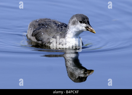 Ein Baby Coot Schwimmen mit Reflexion Rainham Marshes 08 06 2008 Credit Garry Bowden Stockfoto