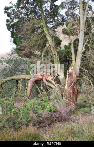 STURMSCHÄDEN AN KONIFEREN BAUM CADER IDRIS WALES Stockfoto