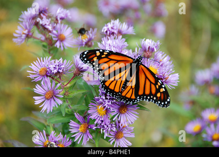 Danaus Plexippus (Monarchfalter) Fütterung auf eine Aster in Vorbereitung der Herbst migration Stockfoto