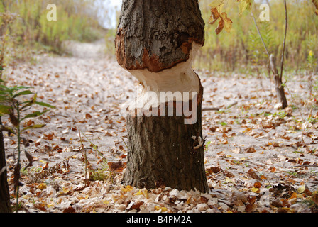 Baum durch eine kanadische Biber verursachte Schäden. Stockfoto