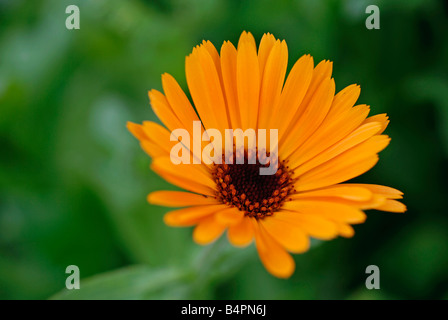 Ringelblume-Blume, Calendula Stockfoto