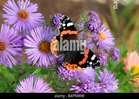 ROTER ADMIRAL VANESSA ATALANTA FÜTTERUNG AUF ASTER NOVAE ANGLIAE LILA WOLKE Stockfoto