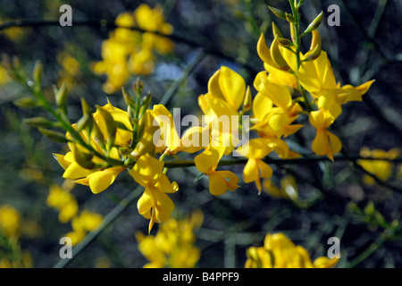 SPANISCHER GINSTER SPARTIUM JUNCEUM Stockfoto