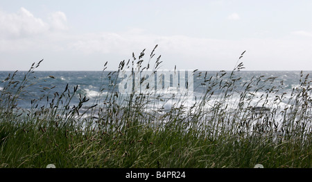 Gräser, weht in der Flügel am Inverallochy an der Nordostküste Schottlands Stockfoto